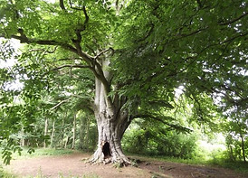 Beech in Fineshade Wood
