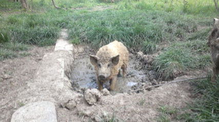 Pigs in Fineshade Wood