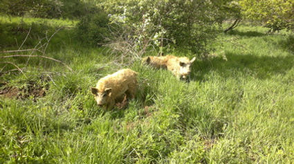 Pigs in Fineshade Wood