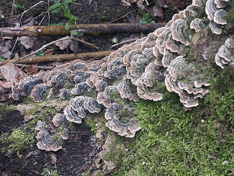 1 - Trametes versicolor.jpg
