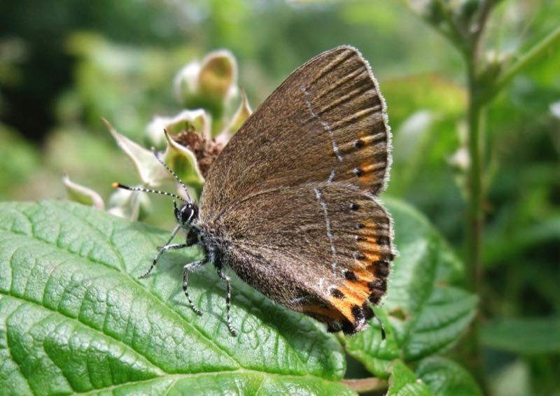 Black Hairstreak in June