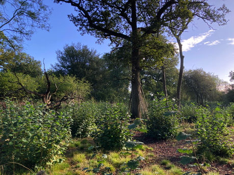 Diary from Rawhaw Wood -               4: autumn 