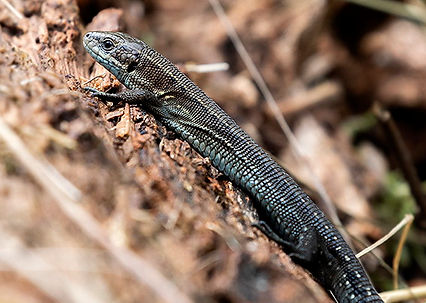 Common Lizard.JPG