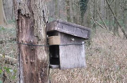 Dormouse nest box in Fineshade Wood