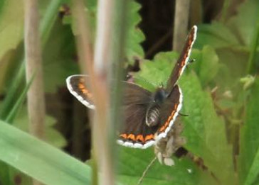 Fineshade Wood Brown Argus