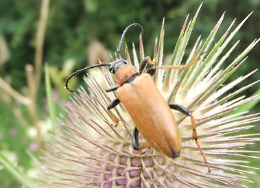 Red Longhorn Beetle