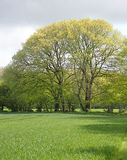 Elms Location A (1).jpg