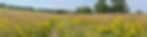 Meadow near Turtle Bridge in July.jpeg