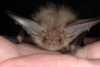 Brown Long-eared Bat