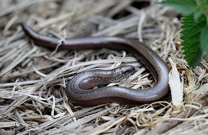 Slow Worm.jpg