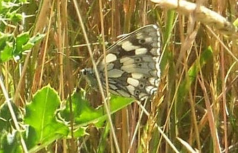 Marbled White Fineshade Wood