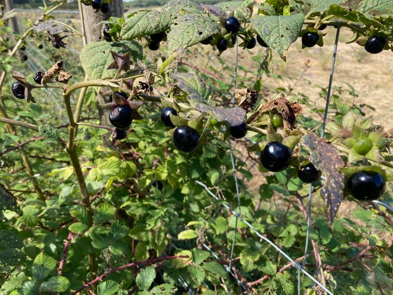Deadly Nightshade