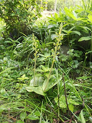Twayblade in Far Markhams Wood