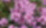 Wild Thyme.jpg