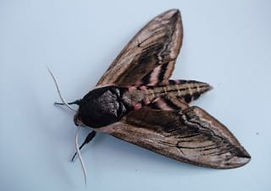 Fineshade Wood hawk-moth