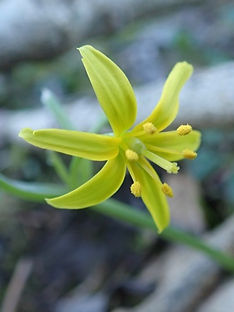 Yellow Star of Bethlehem.jpg