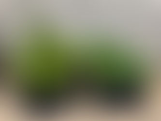 Wild Service saplings grown from seed