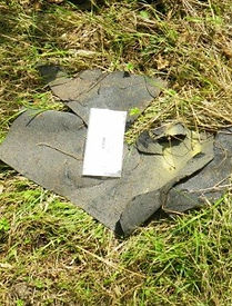 Reptile refuge destroyed Fineshade Wood