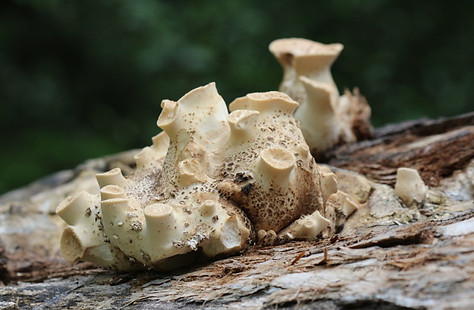 Young Dryads saddle