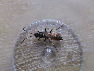 Fineshade Wood Ichneumon stramentor