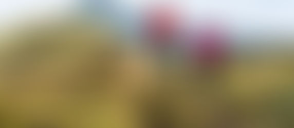 “If you want to go fast, go alone. If you want to go far, go together”