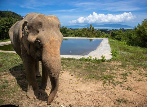 Ethical Elephant Sanctuary on Koh Samui in Thailand ~ Save Samui Elephant Haven!
