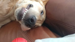 Our goofy dog, Murphy