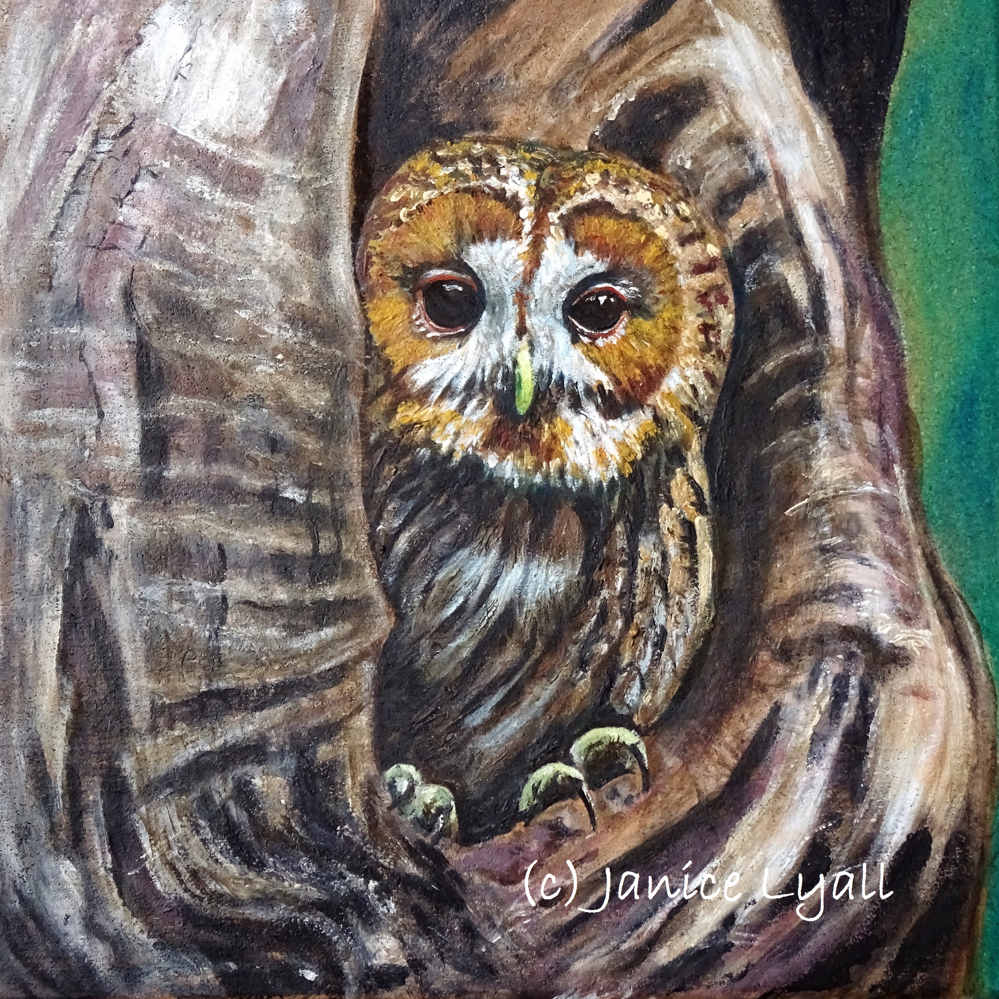 Tawny Owl at Home