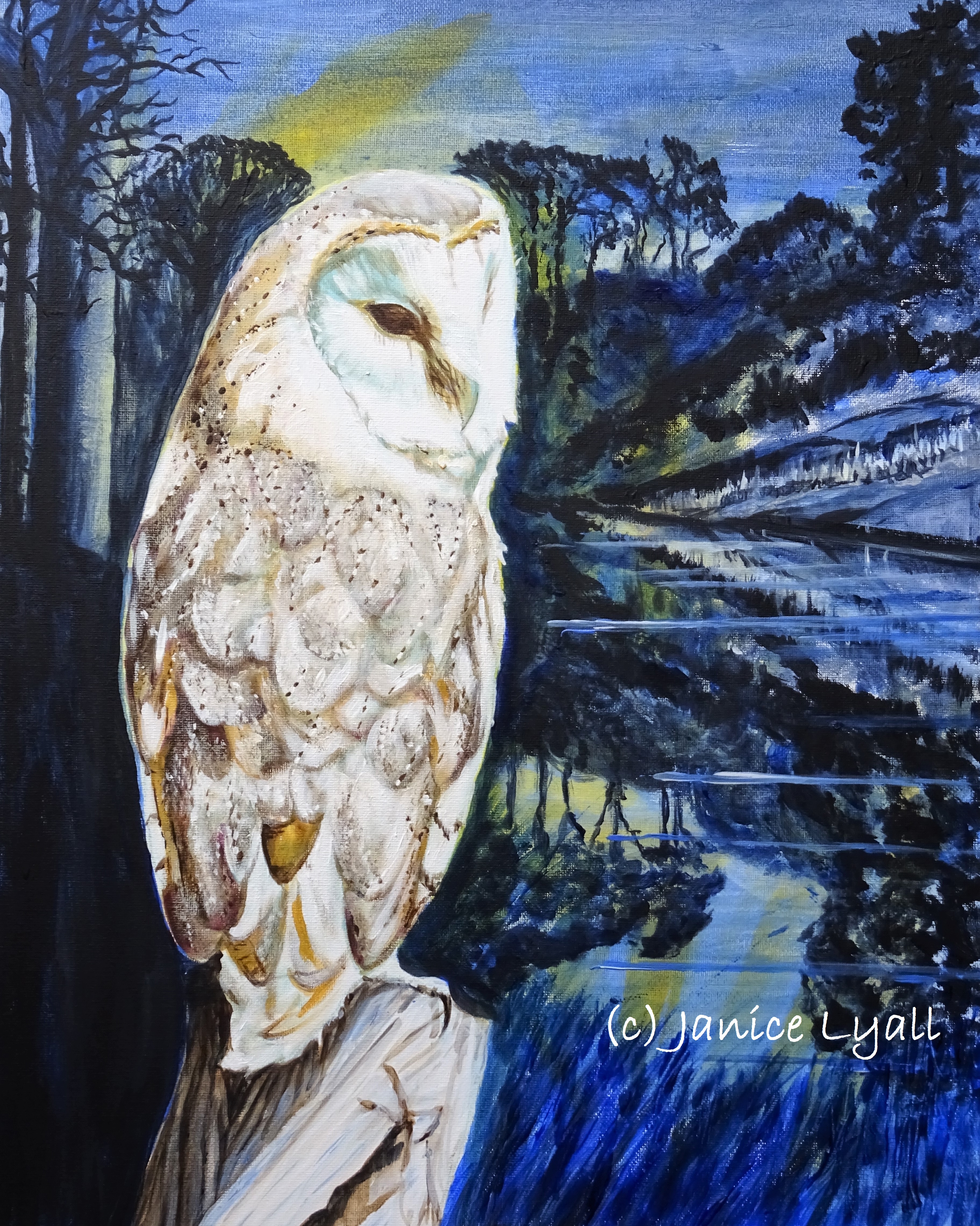 Barn Owl Watching