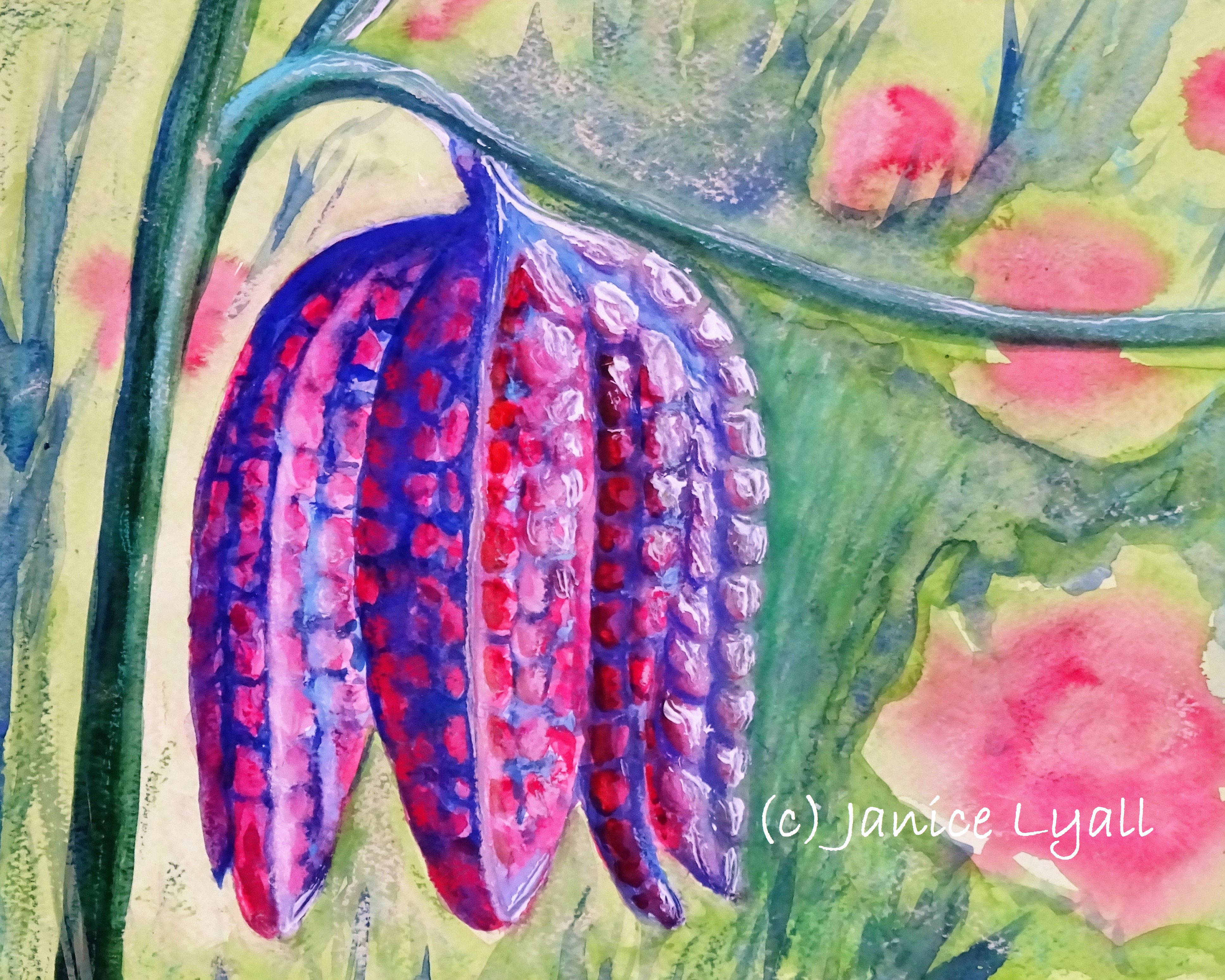 Frivilous Fritillary