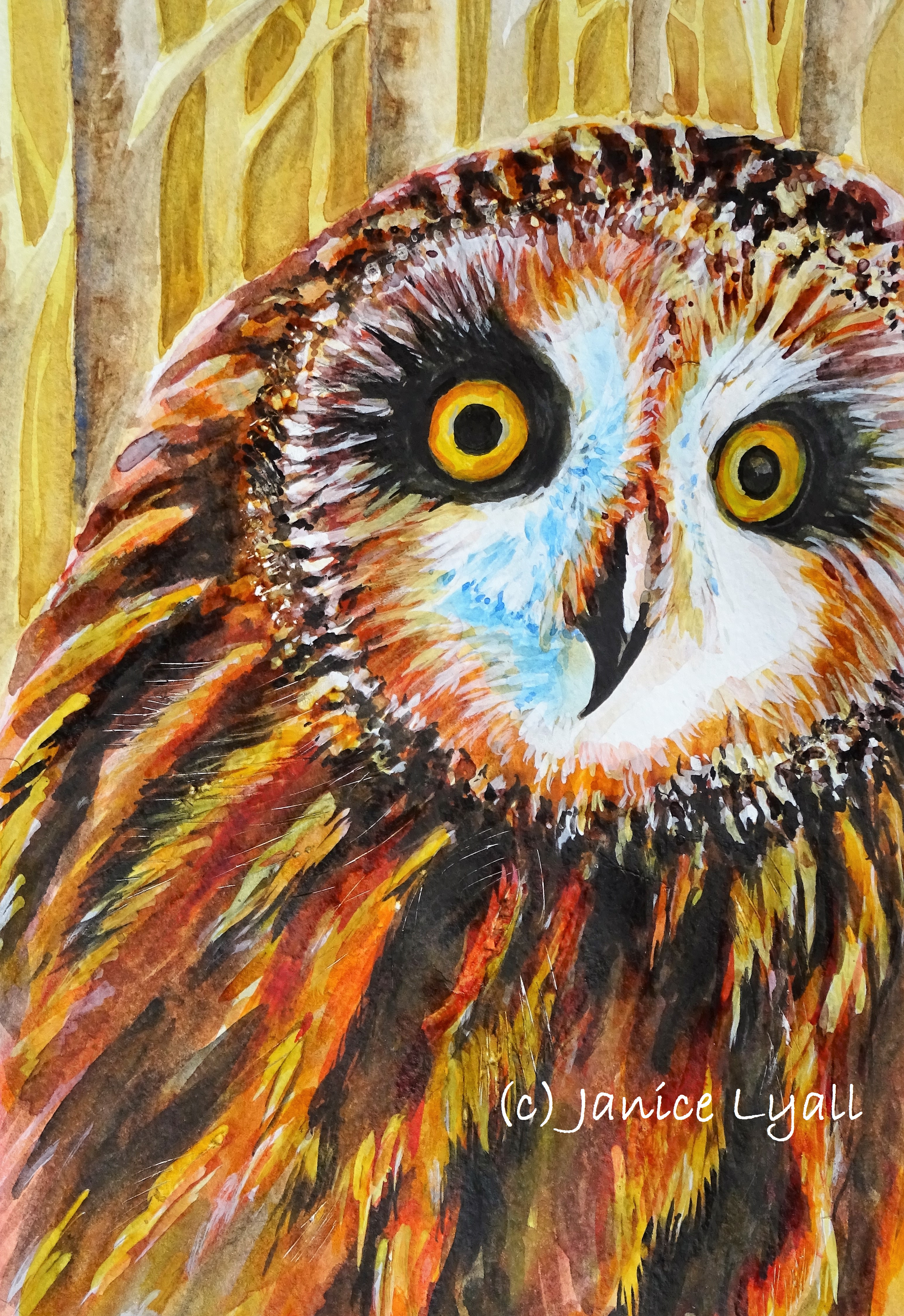 Eyes Wide Open Short Eared Owl
