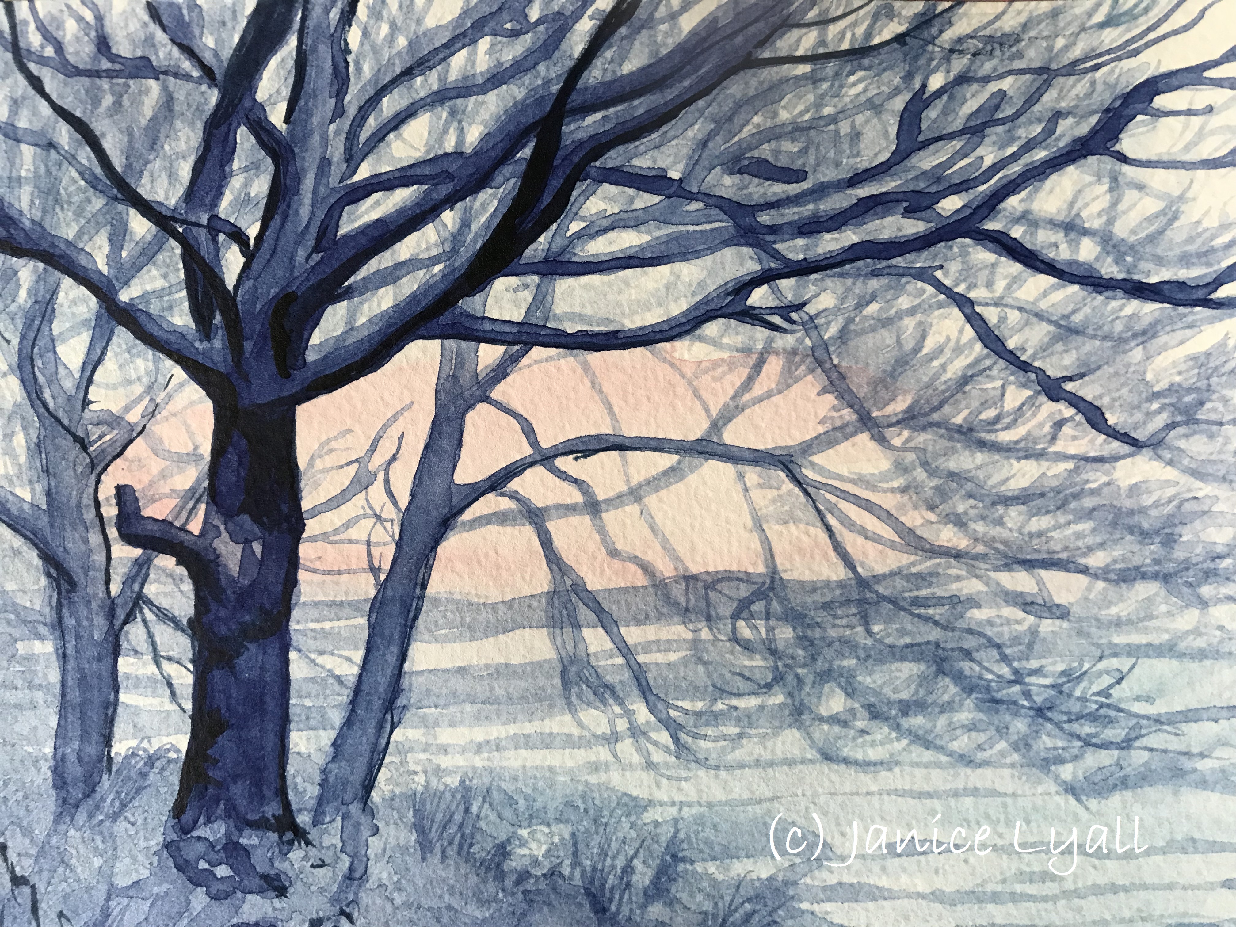 Trees in Winter Colour