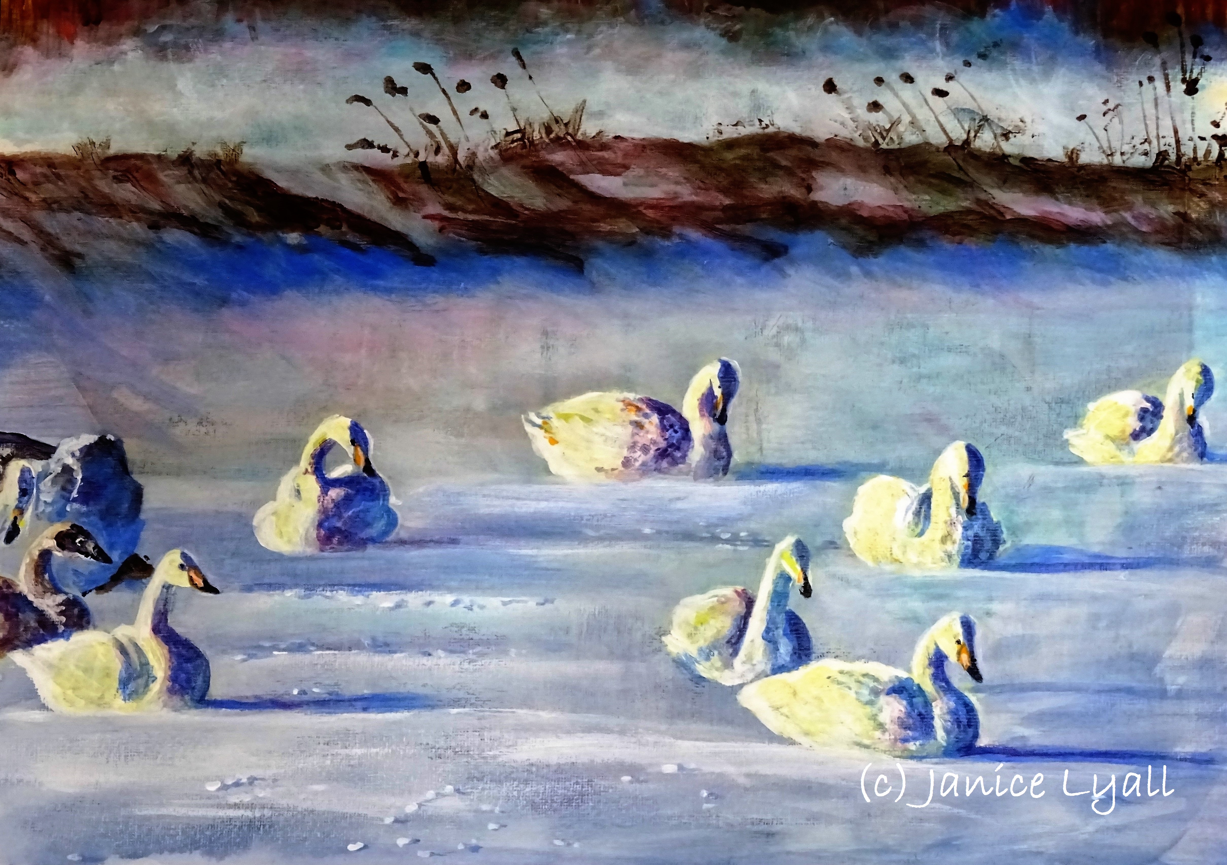 Bewick Swans on the Frozen Lake
