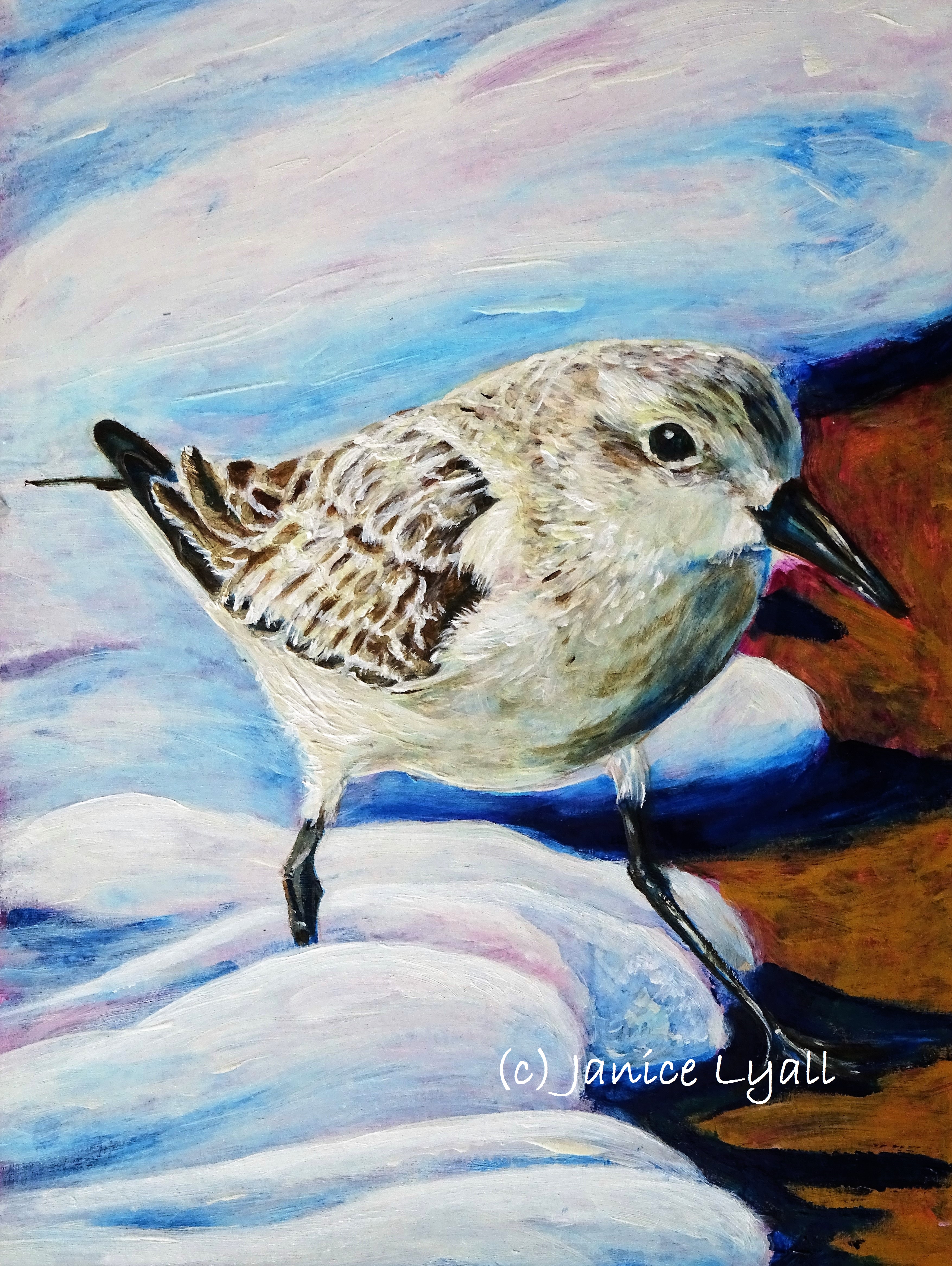 Visiting Sanderling