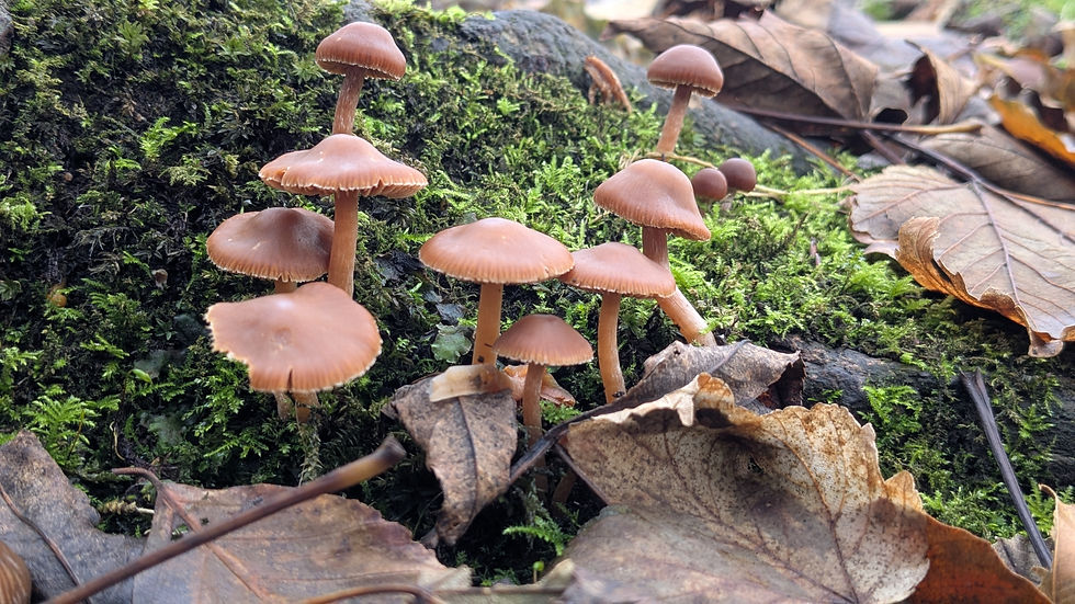 Wandering Among the Autumn Fungi