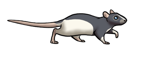 rat-72.gif
