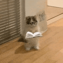 michi-cat-meme.gif