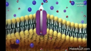 jLNIFP.gif