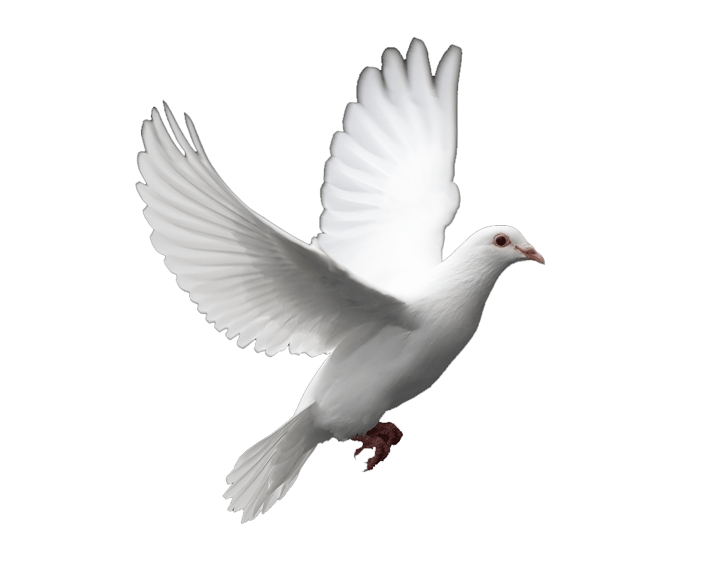 thisBird.gif