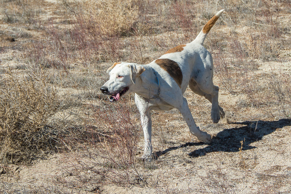 SPONSOR A HOUND-FARSIDE