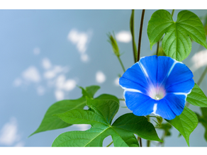 Feeling tired in Japan? You might be dehydrated without realizing it.
