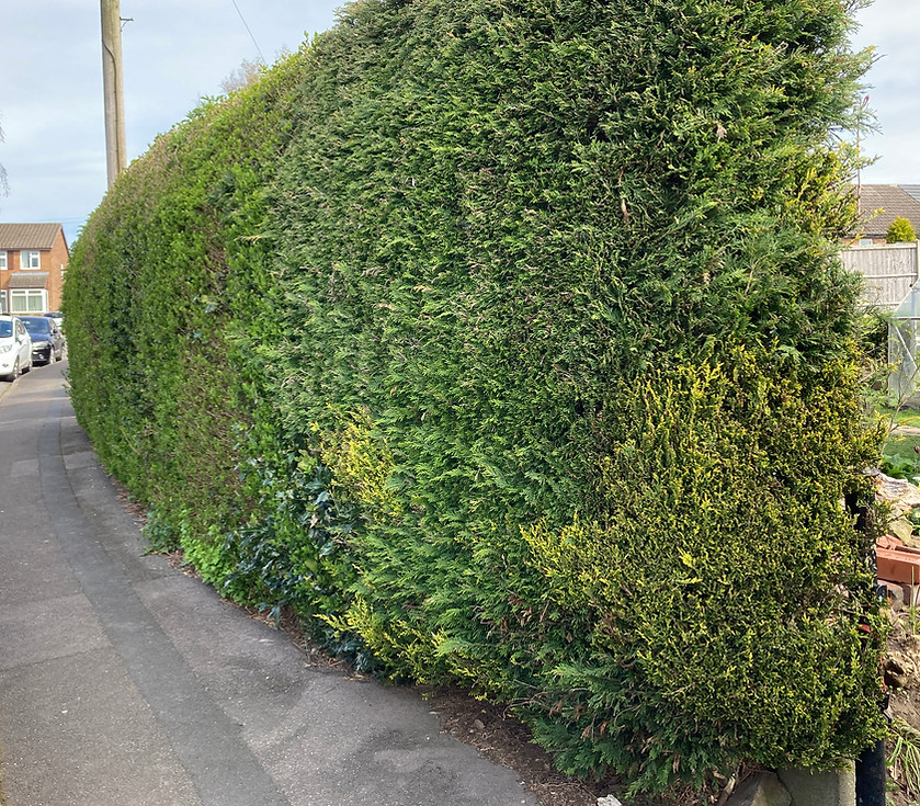 Trimmed privet hedge