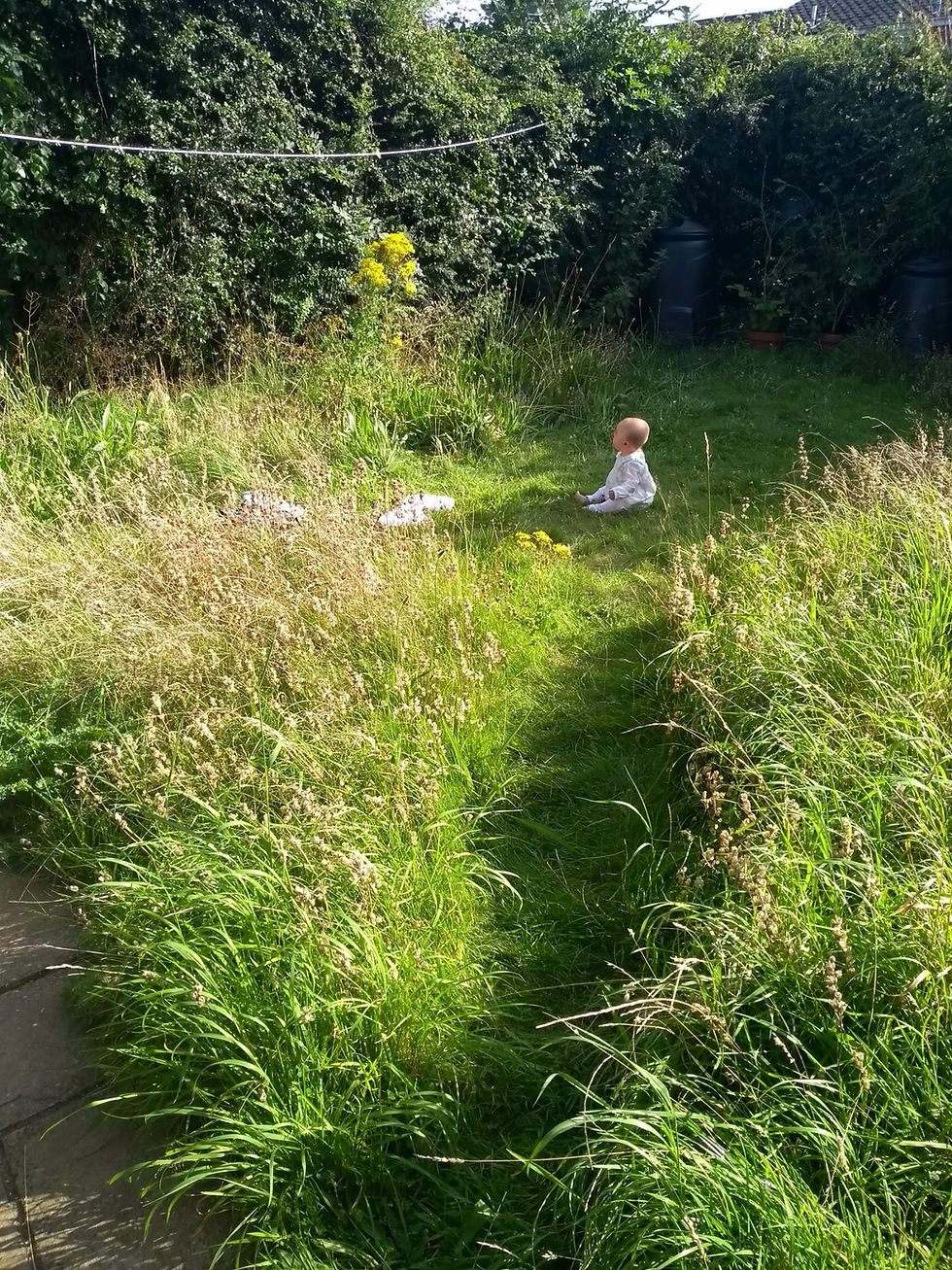 Wildflower meadow, full of yellow rattle in small garden with baby sitting in mown section