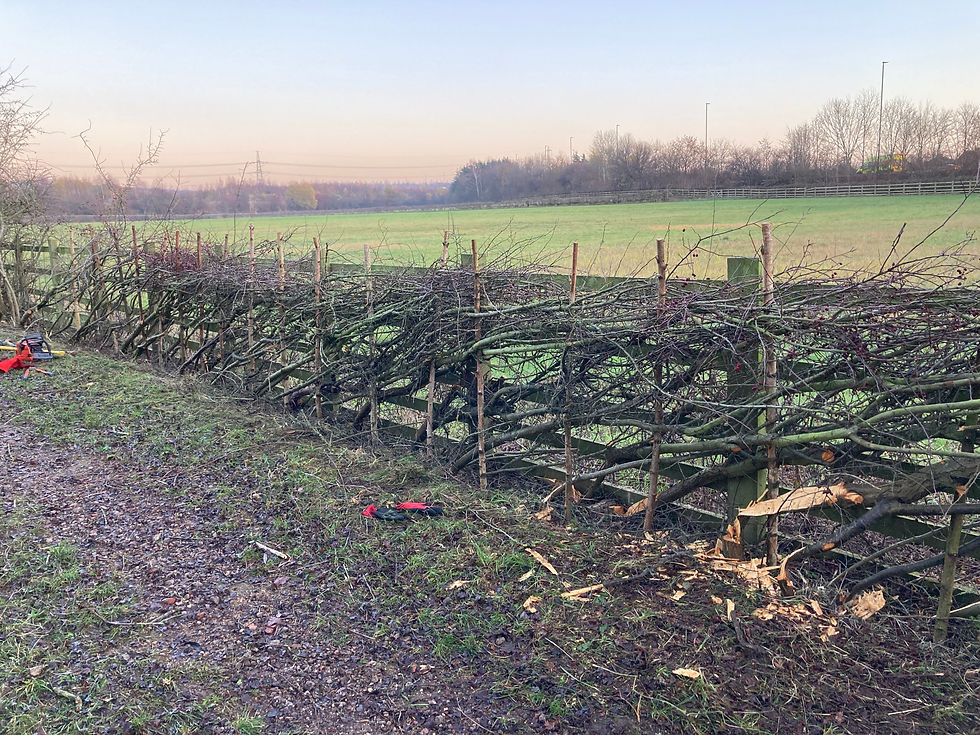 Hedgelaying