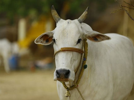 Cow should be declared as a national animal and Cow Protection should be made Fundamental Right: Allahabad High Court