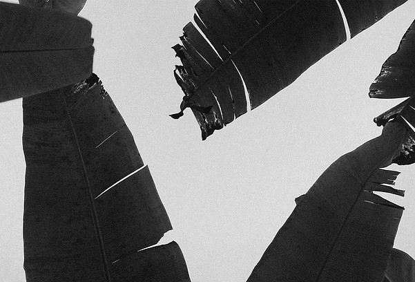 pambilinored4_bw (2).jpg