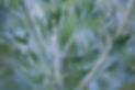Mugwort plant