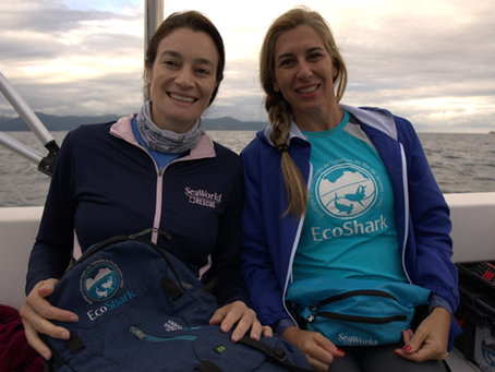Fundo de Conservação do SeaWorld apoia projeto de preservação de tubarões no Rio de Janeiro