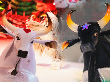 Festival de Curitiba traz pela primeira vez ao Sul do Brasil, Caprichoso e Garantido, o duelo de bois da Amazônia