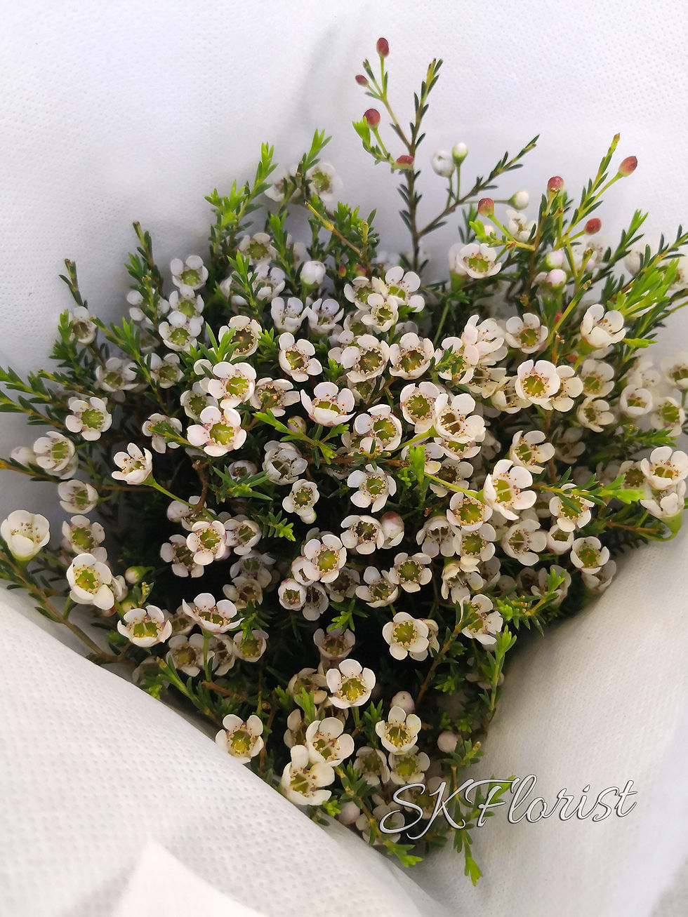 WaxFlower